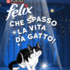 🐾 Concorso Felix “Che spasso la vita da gatto – Seconda Wave” 🎶📅